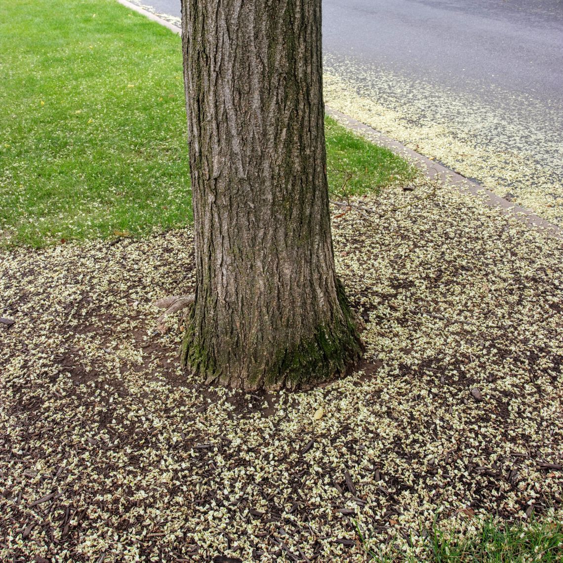 Japanese Pagoda Tree