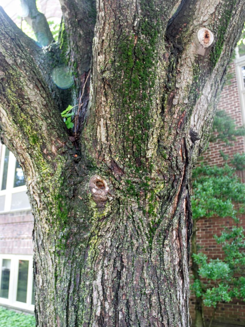 Freeman's Maple bark