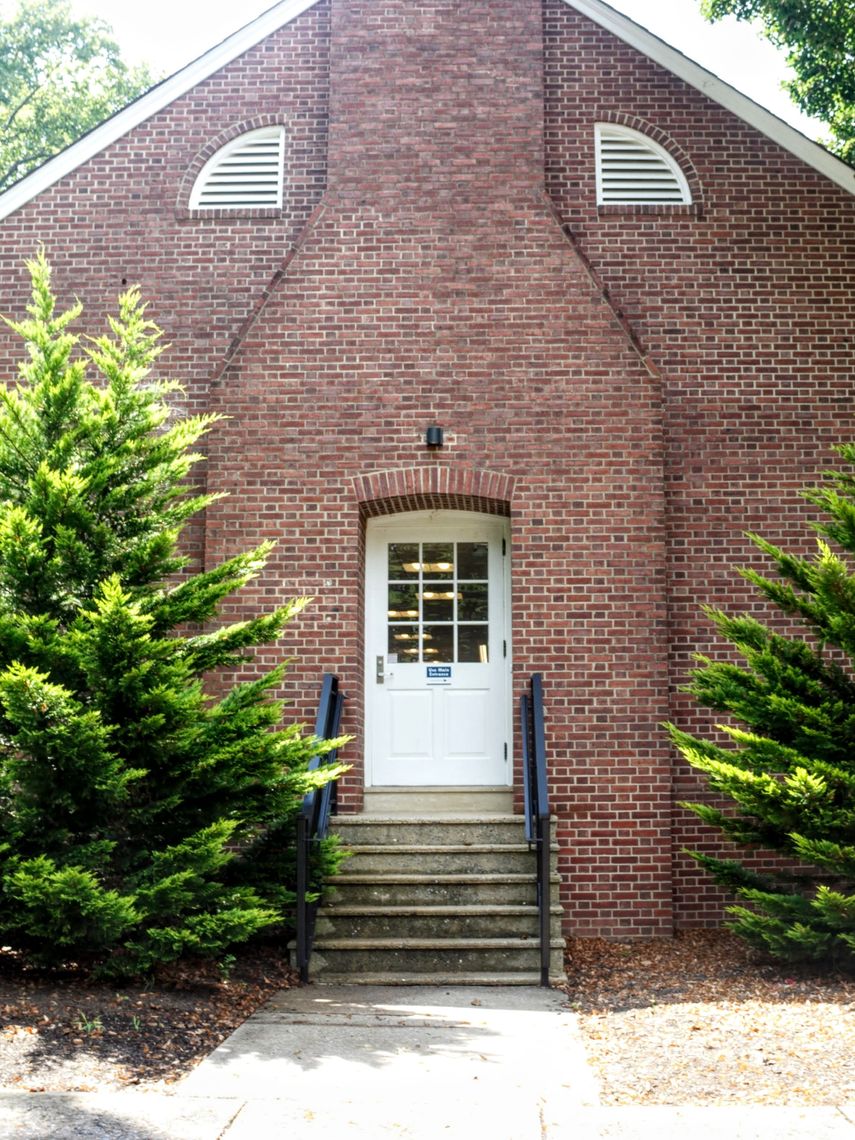 Leyland Cypress Tree