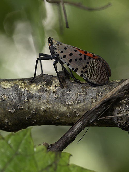 Spotted Lanternfly Adult , Photo from the USDA