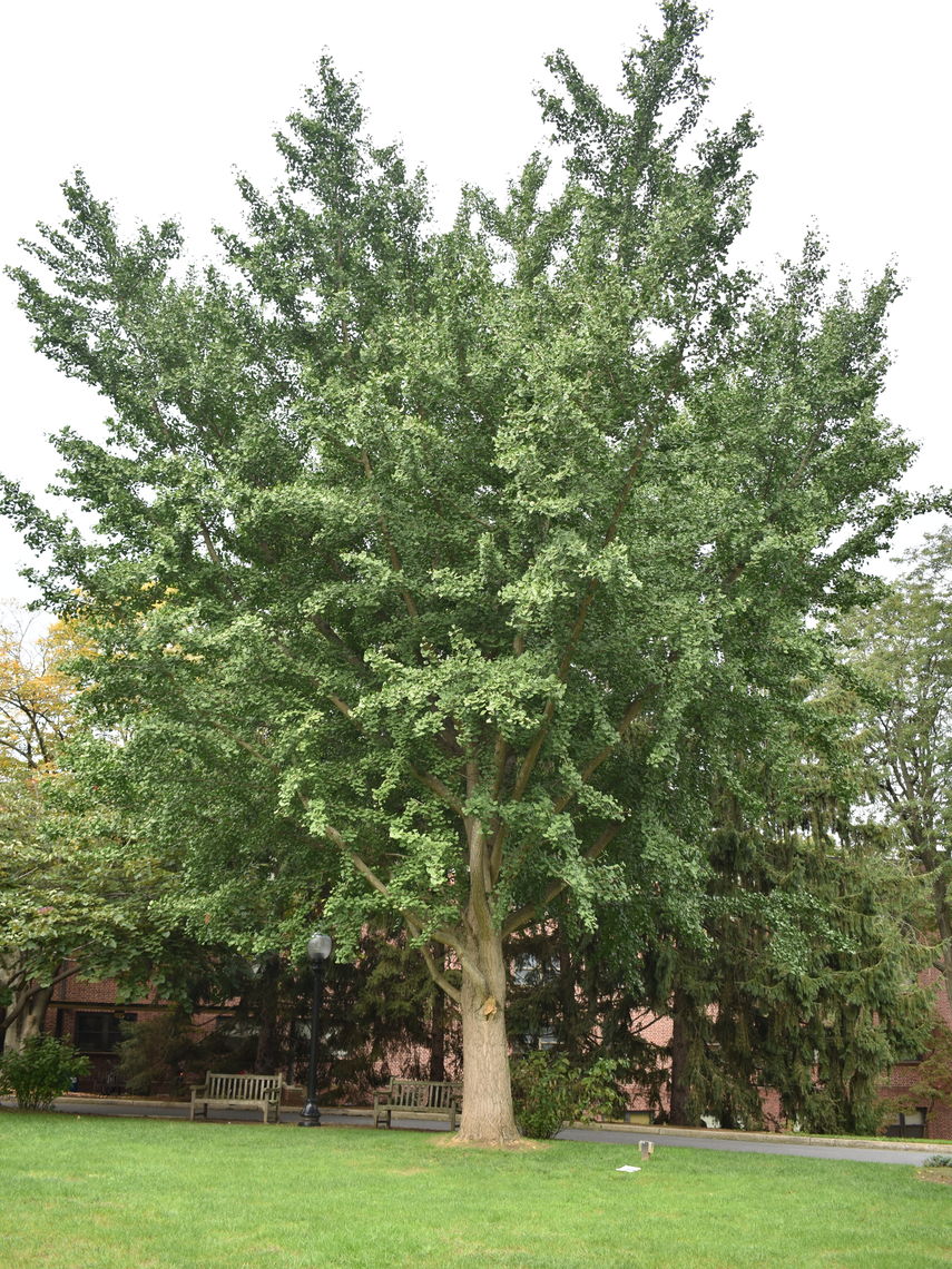 Ginko on F&M's Campus