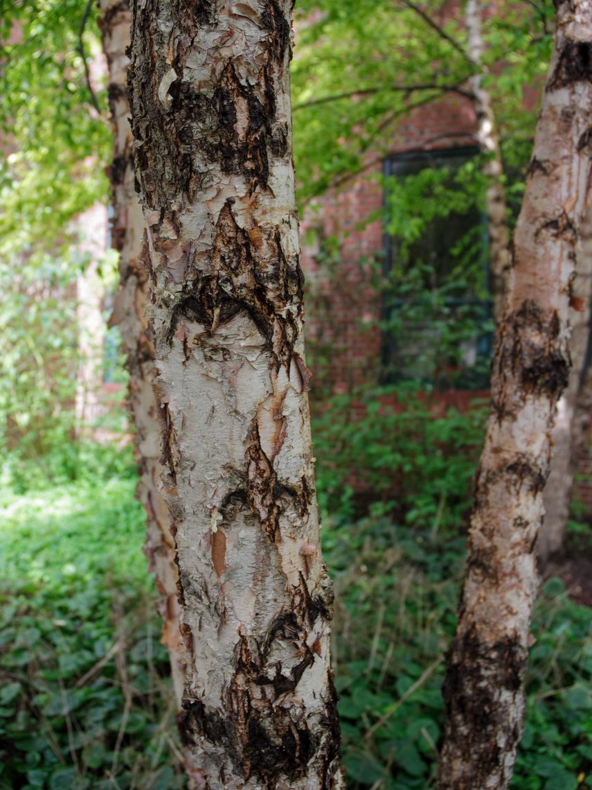 River Birch Bark