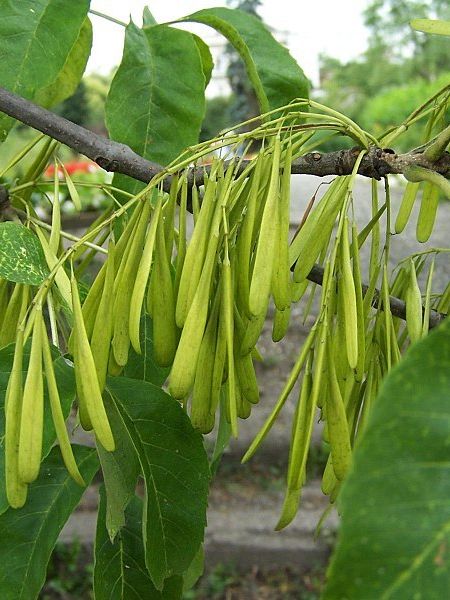 Green Ash Fruits