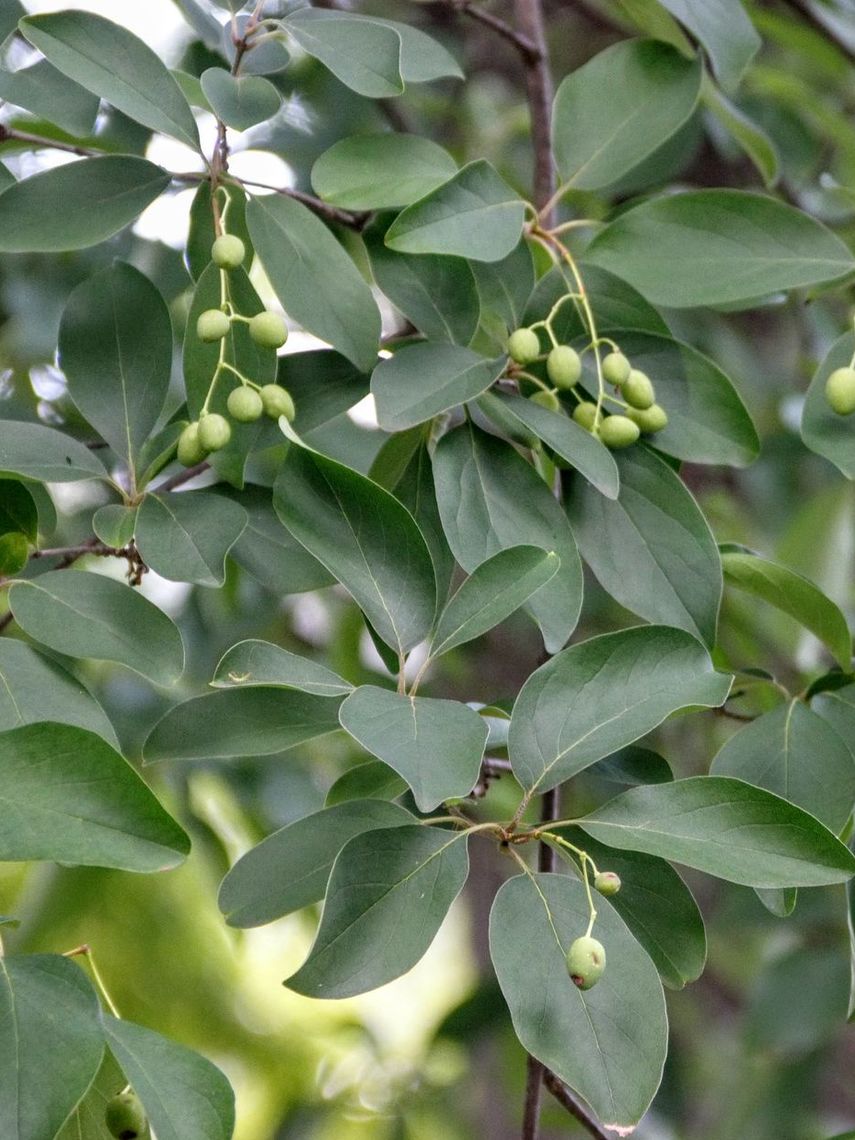 White Fingertree Leaves