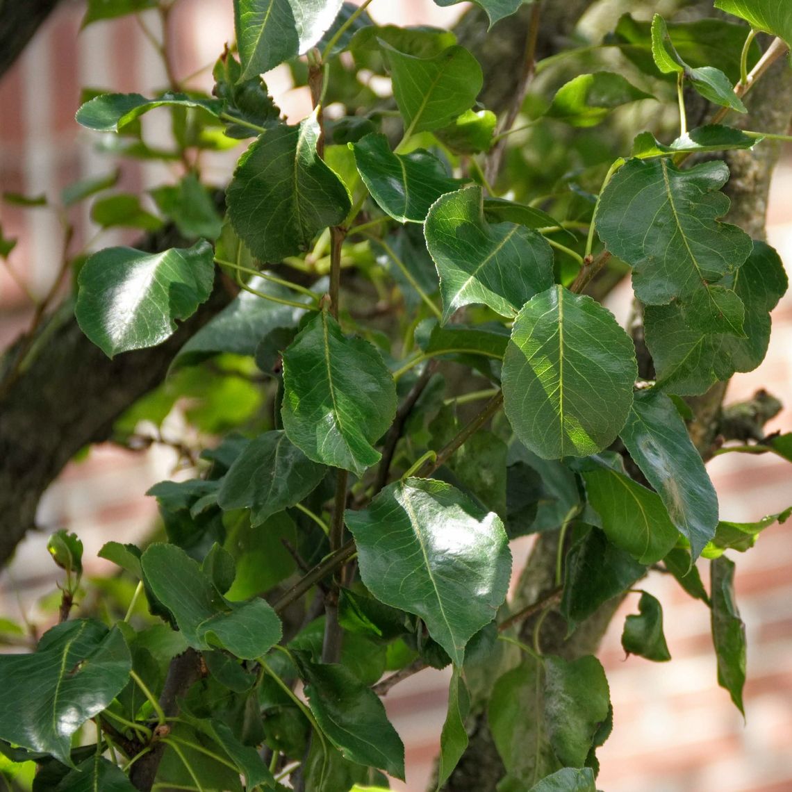 Callery Pear