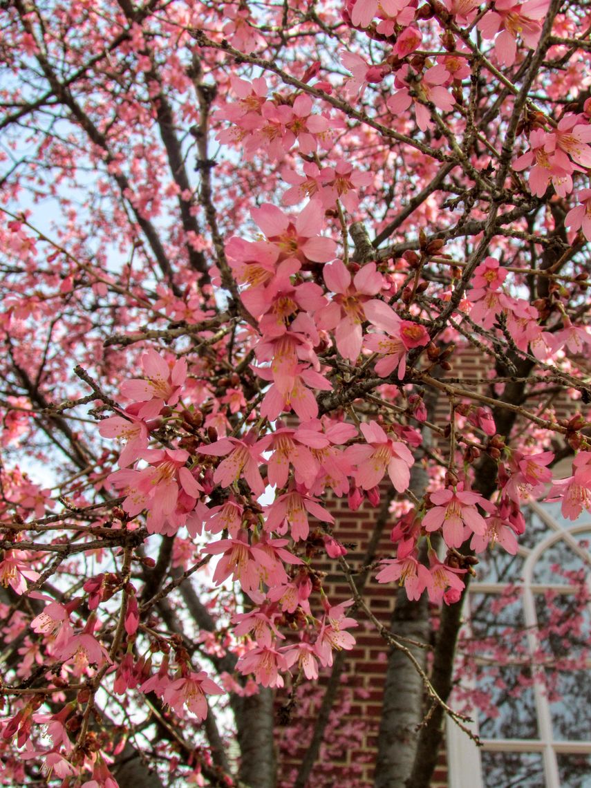 Weeping Cherry Flowers