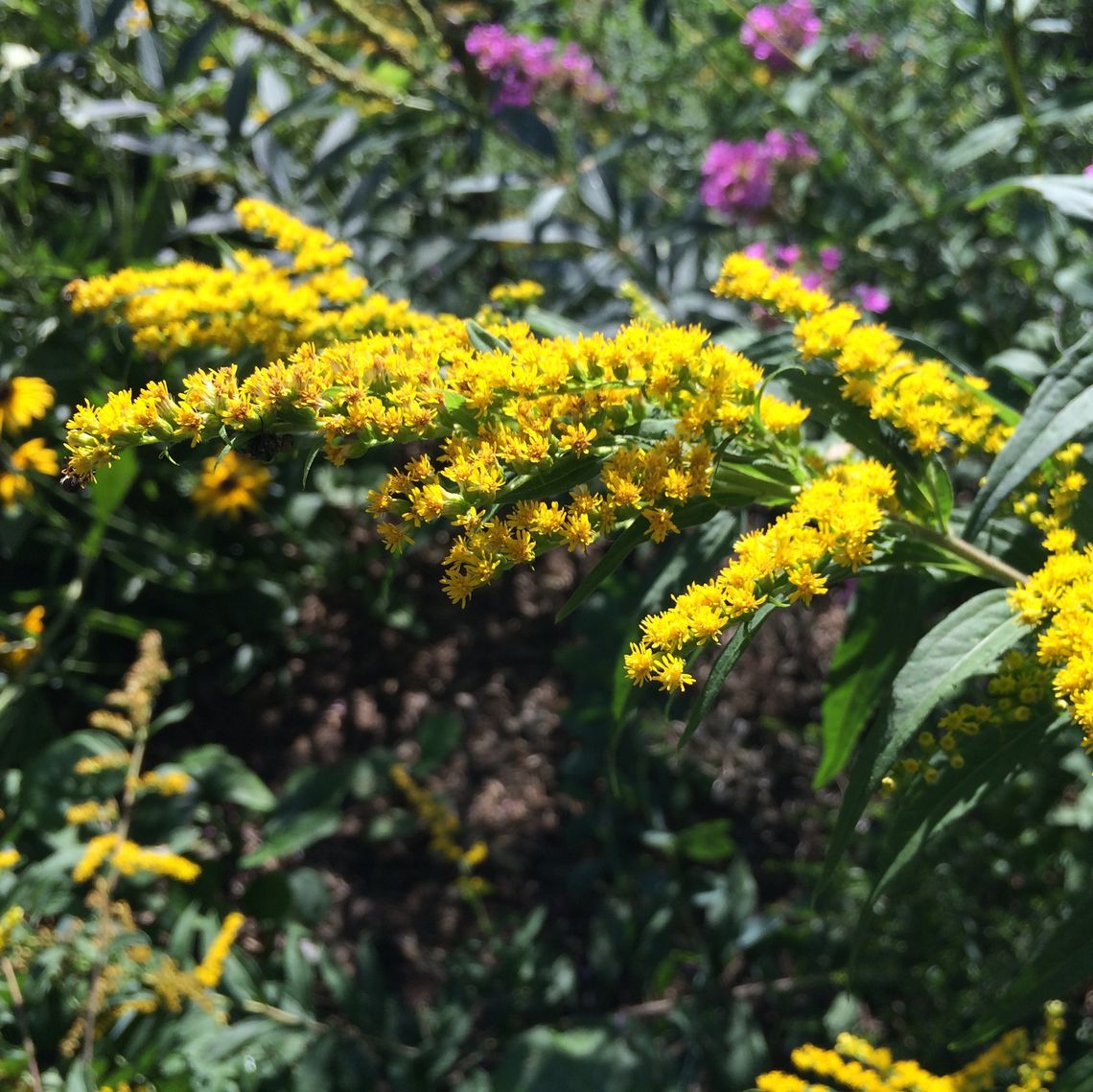 Pollinator Gardens in front of Brooks