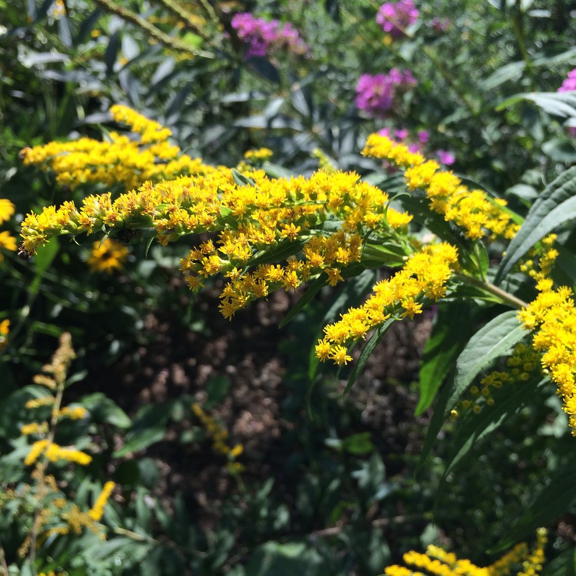 Pollinator Gardens in front of Brooks