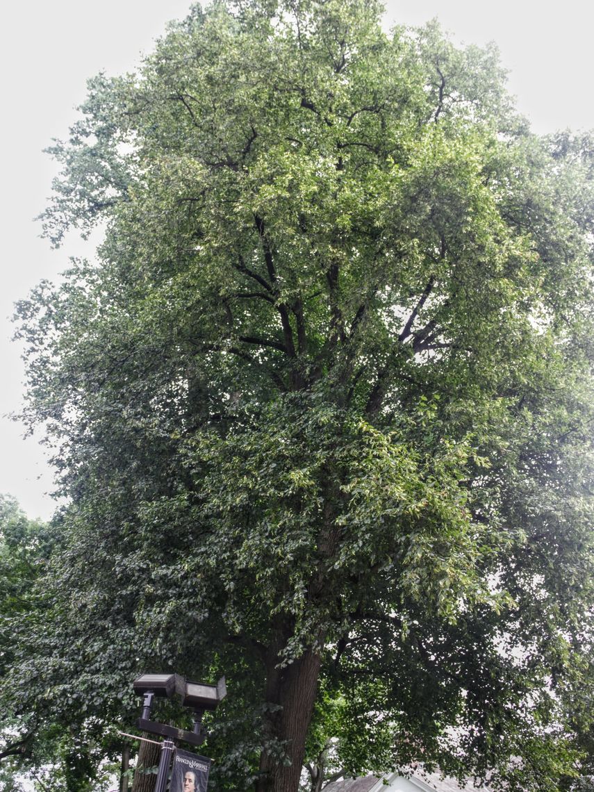 American Linden Tree