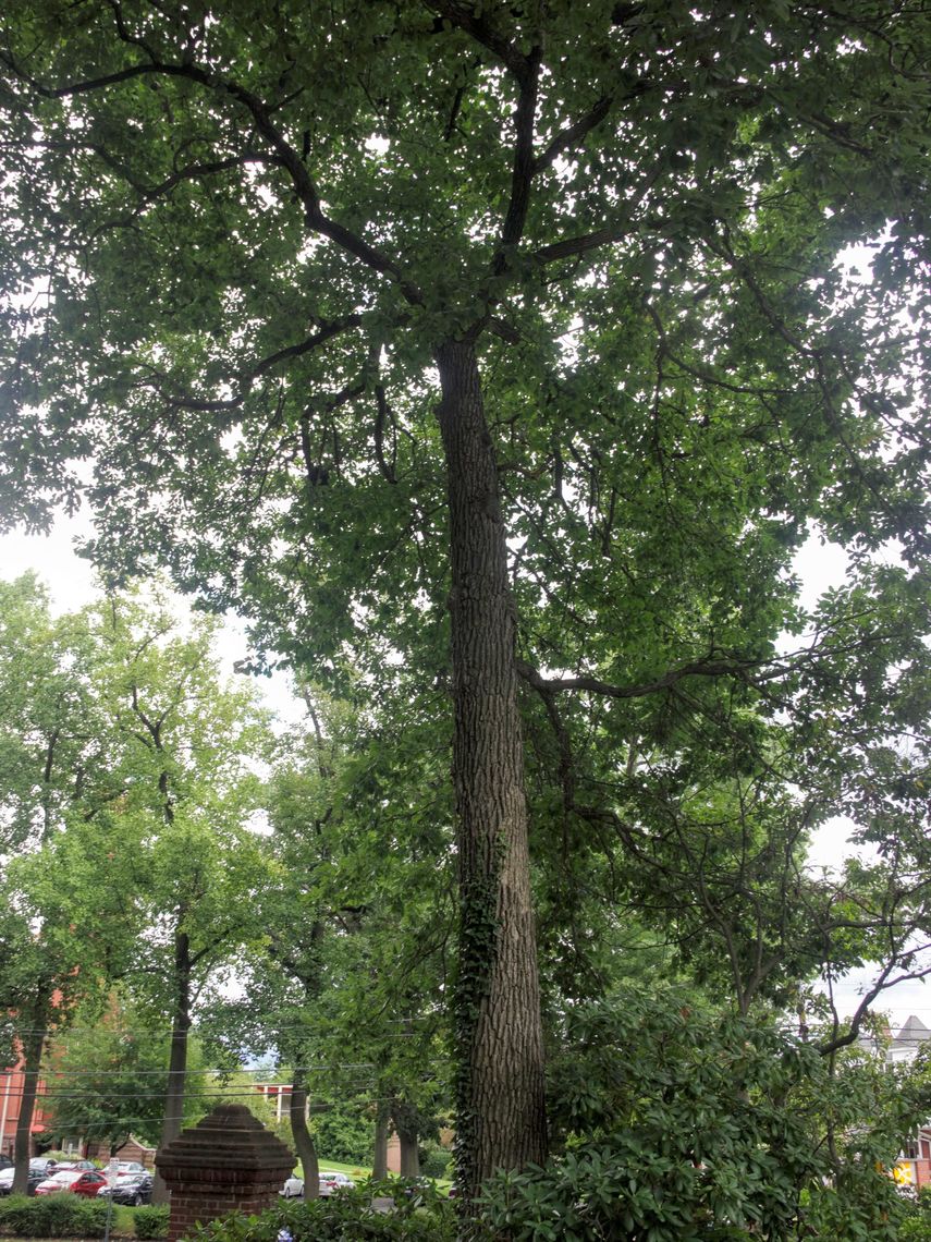 Bur Oak