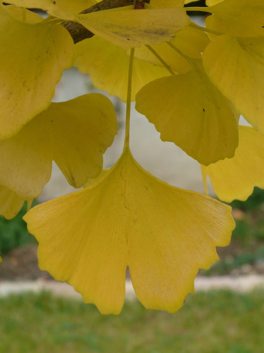 Ginko Fall Color