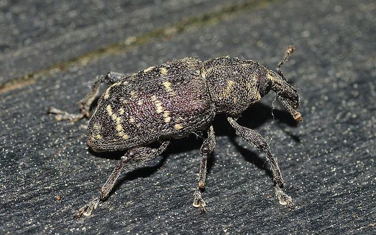 White Pine Weevil Image