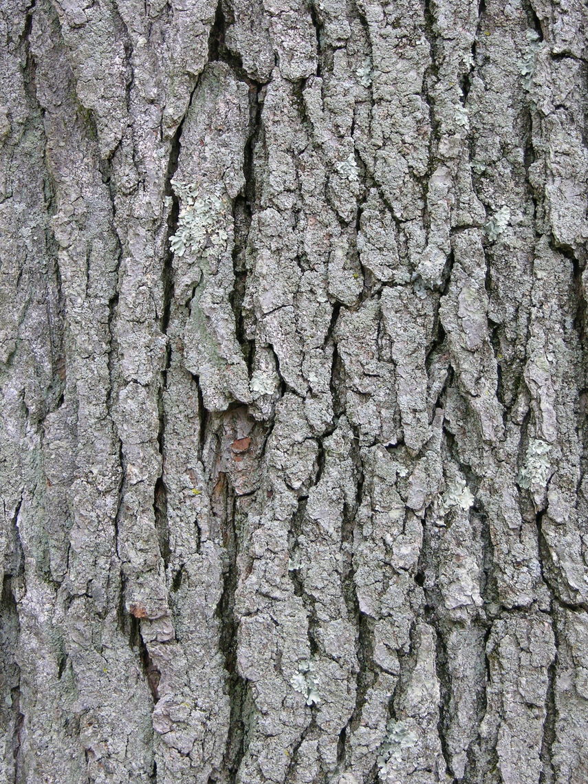 Kentucky Coffee Tree Bark