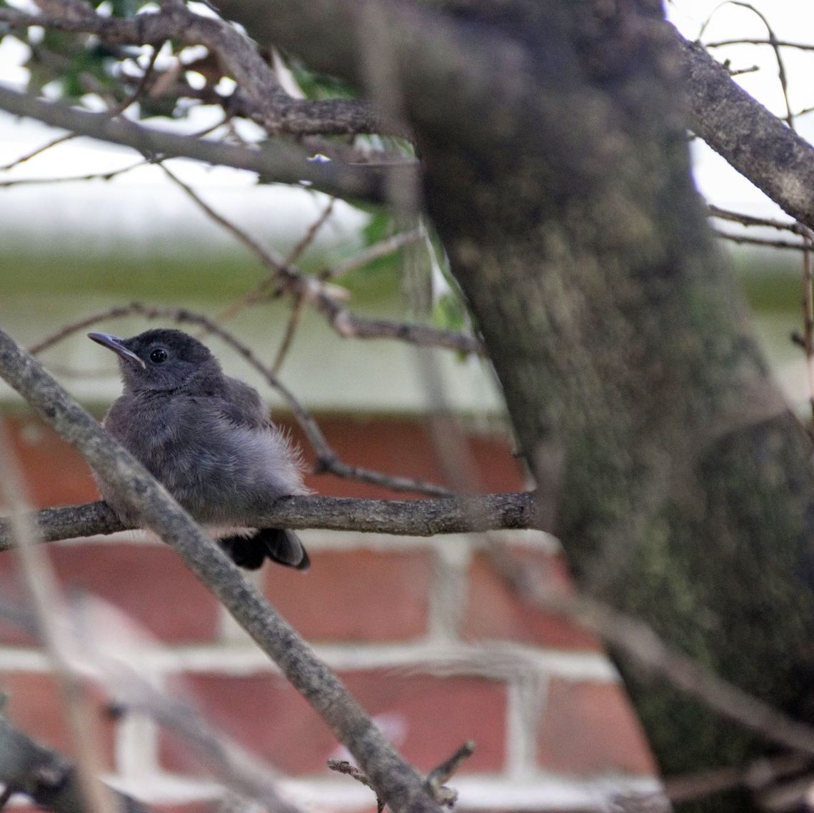 Bird sitting in Nellie R Stevens Holly  Tree