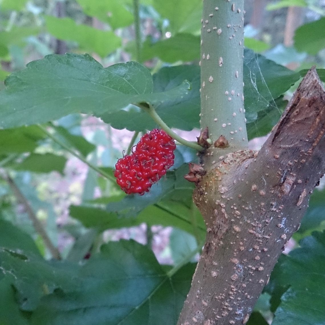 white mulberry berry