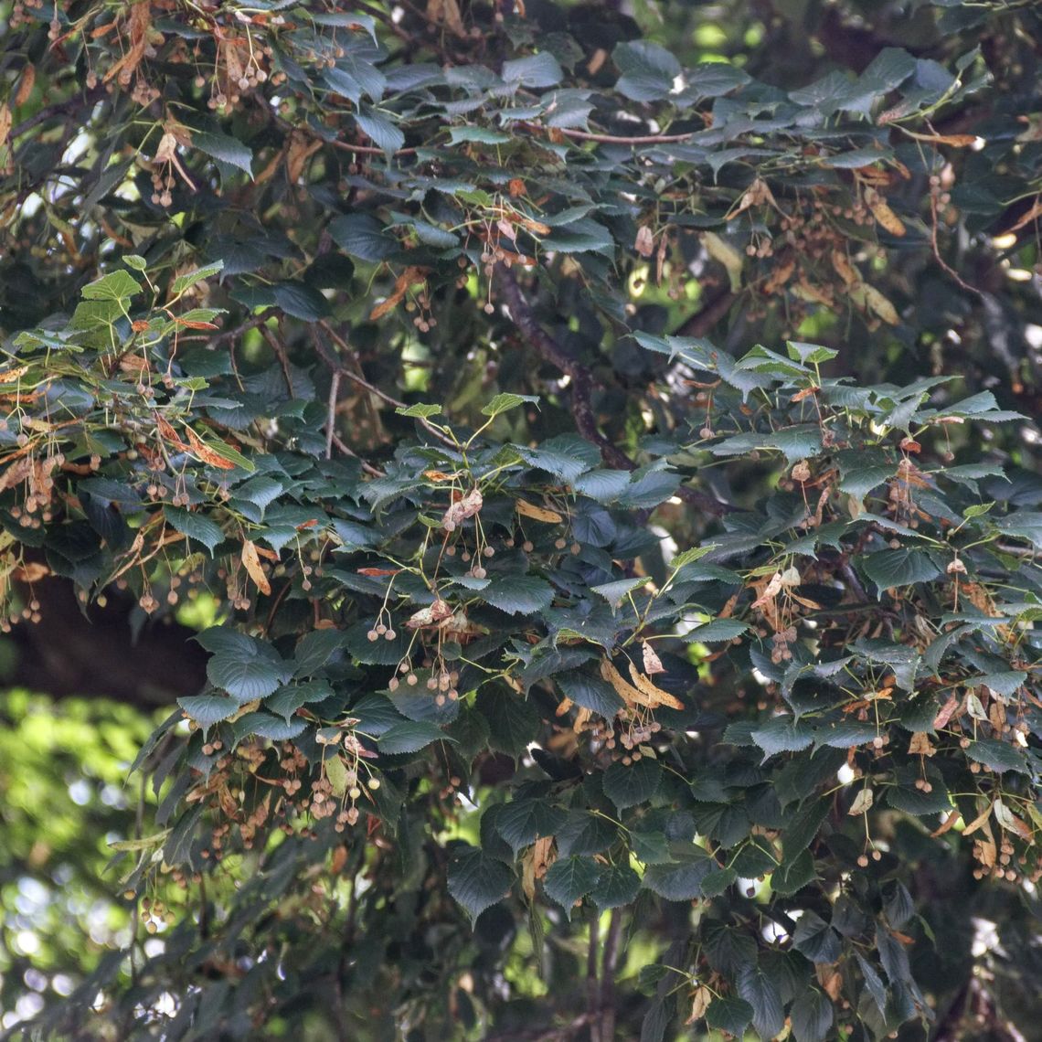 Little Leaf Linden Leaves