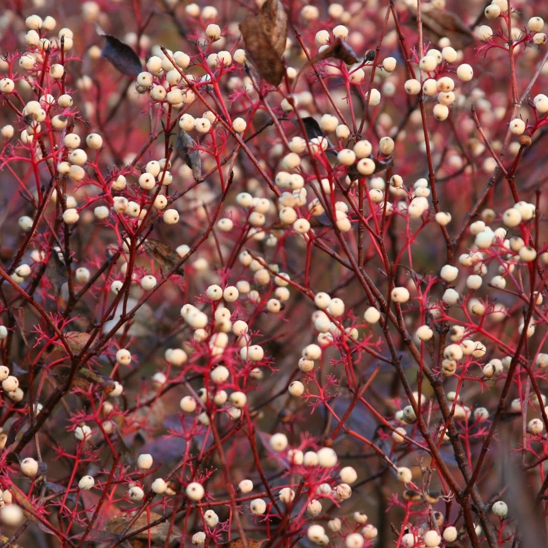 red twig dogwood