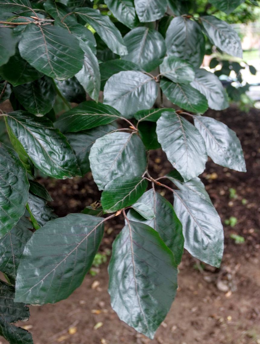 European Beech Leaves