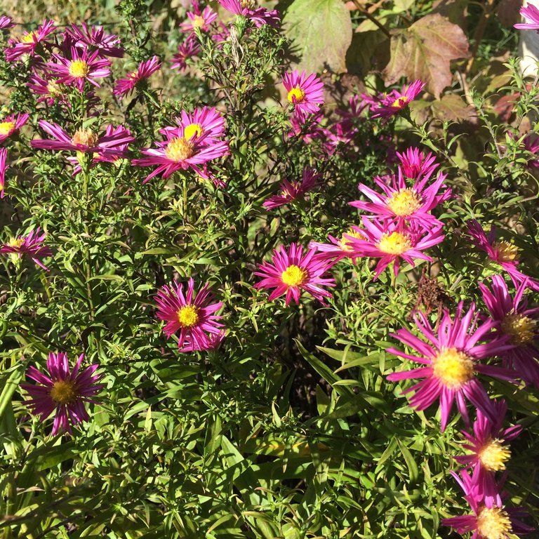 aster novii belgii
