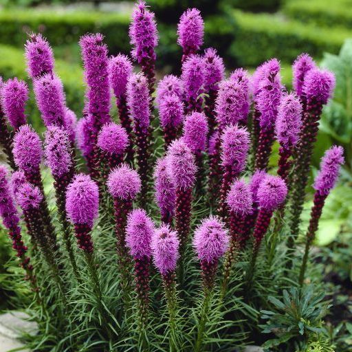blazing star