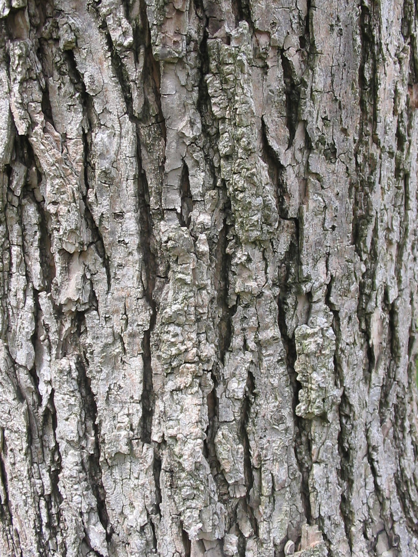 Northern Catalpa Bark