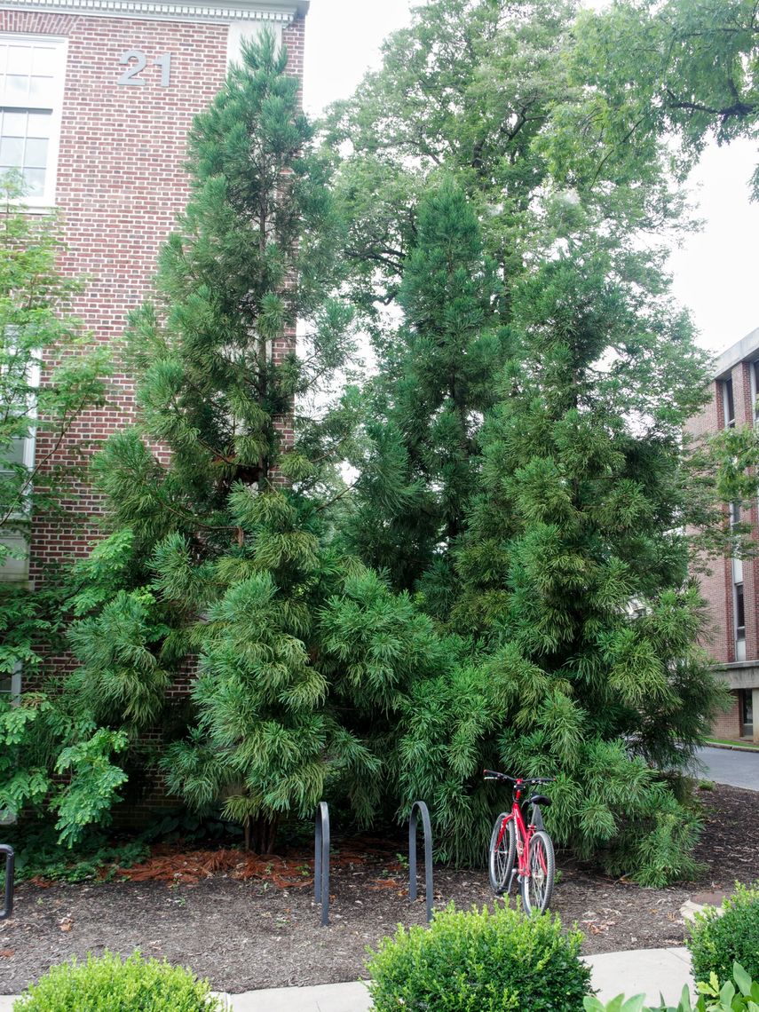 Japanese Cedar Tree