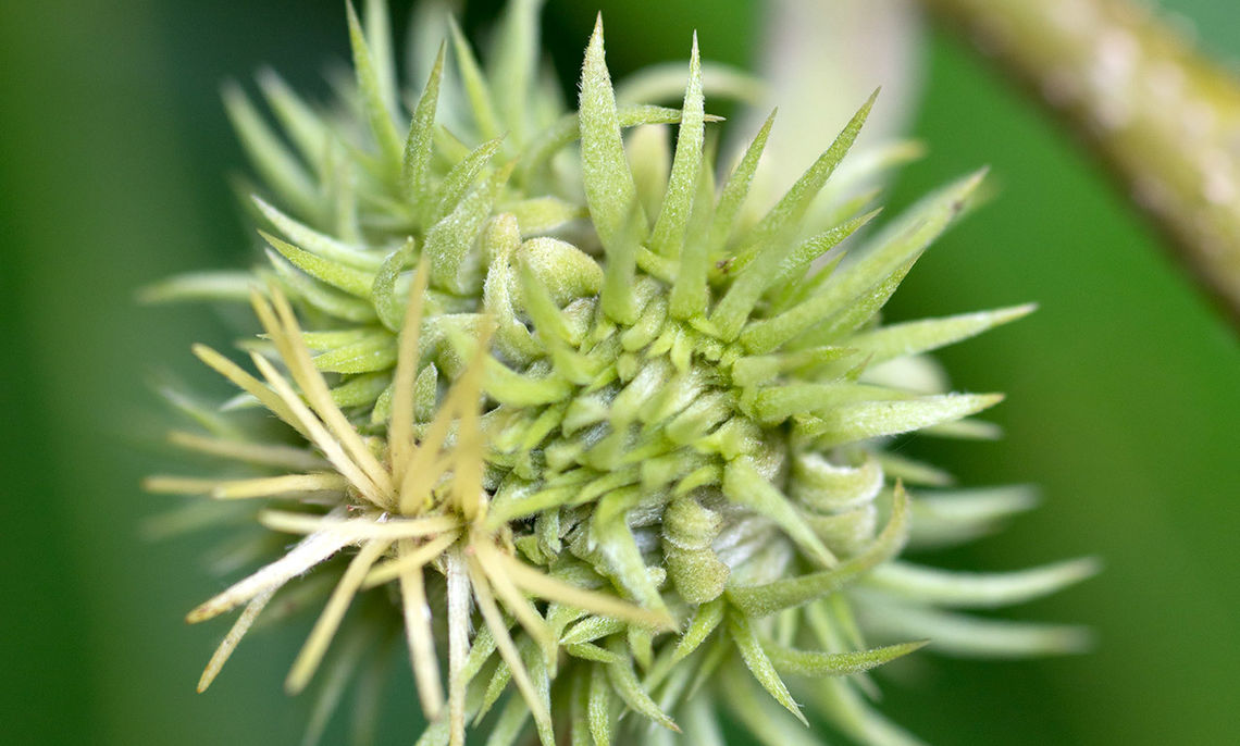 Chinese Chestnut Fruit