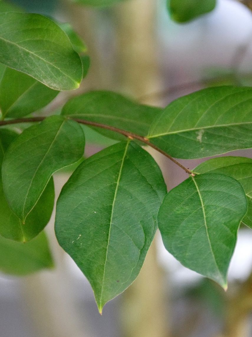 Crape Myrtle Leaves