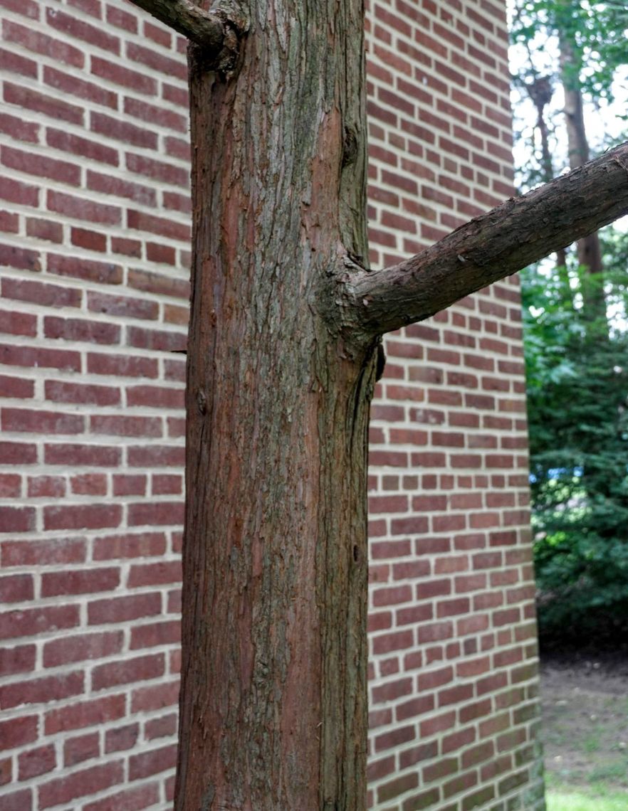 Sawara False Cypress Bark