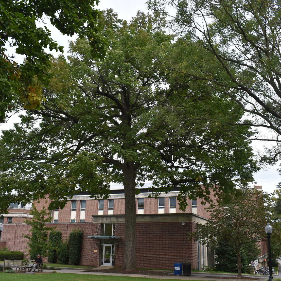 White Ash Tree