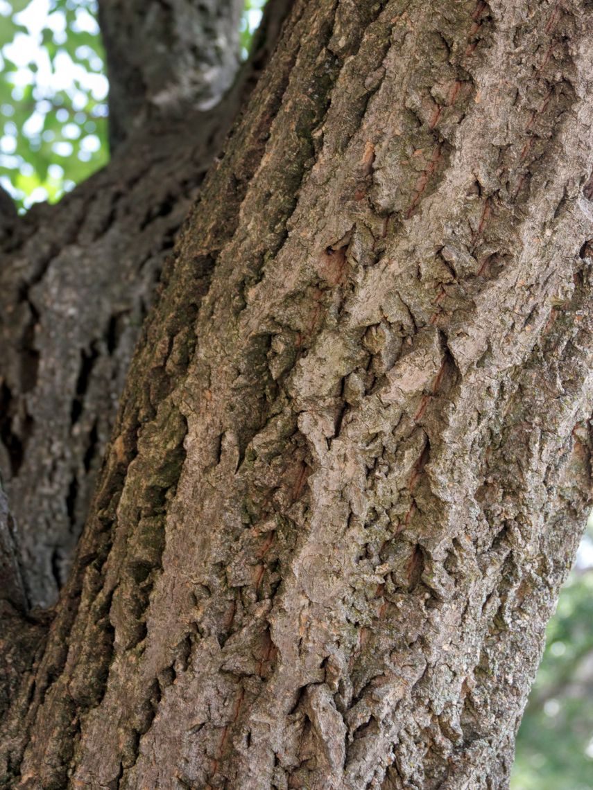 Amur Cork Tree Bark