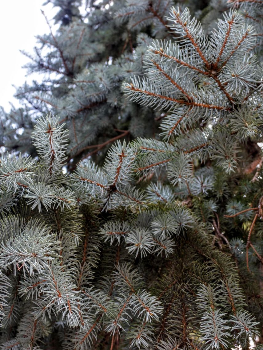 Colorado Blue Spruce  needles