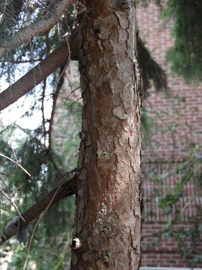 Serbian Spruce bark