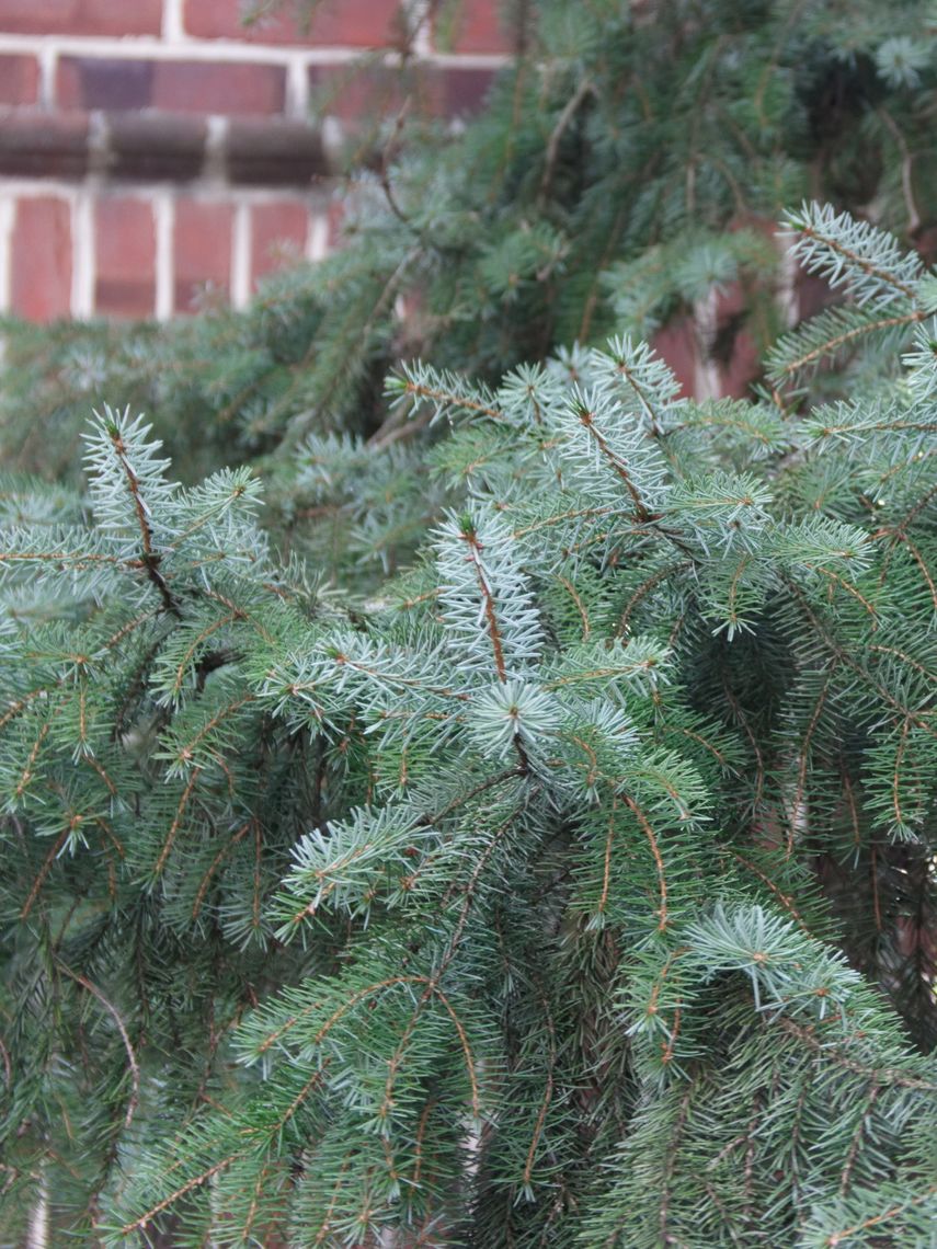 Serbian Spruce pines