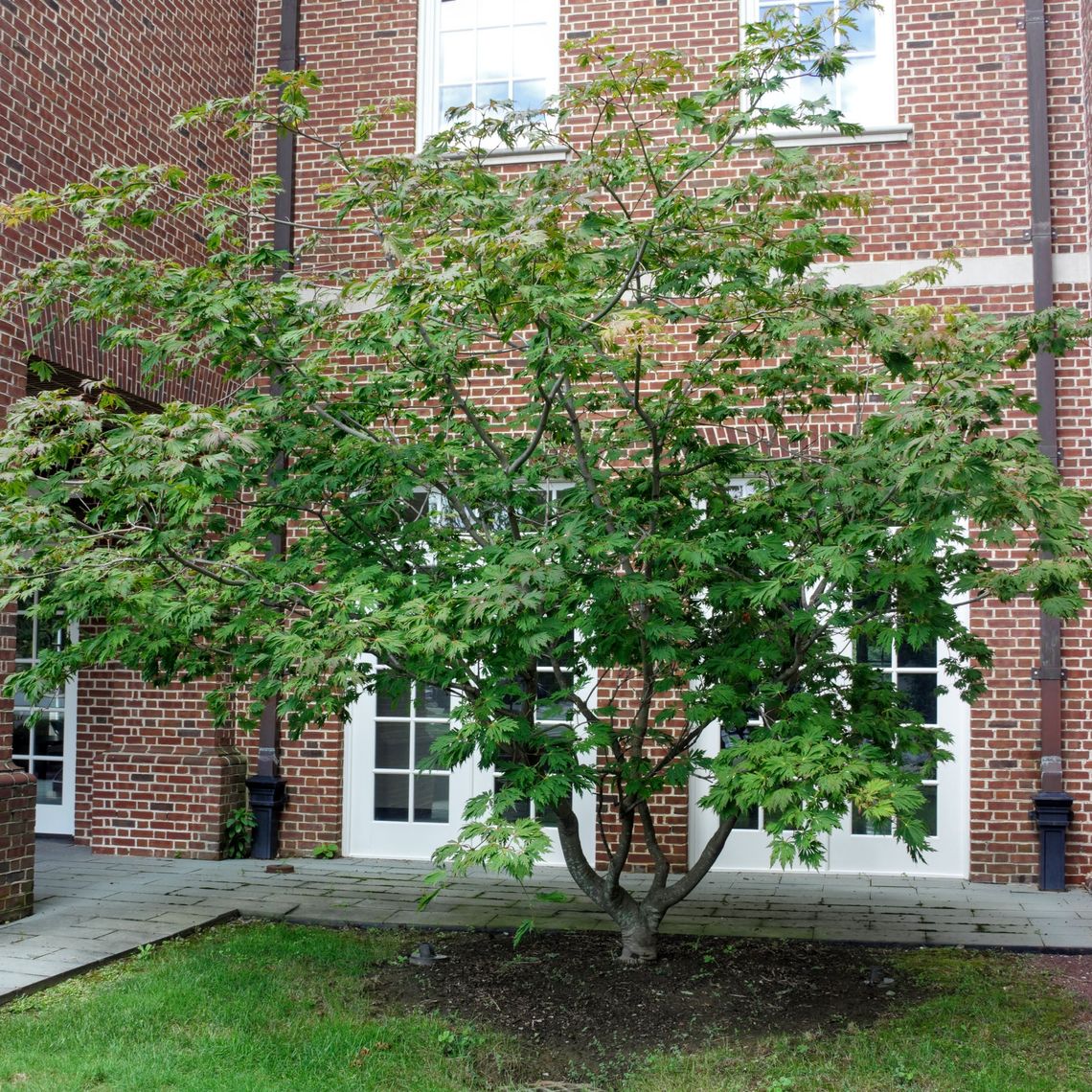 Japanese Maple