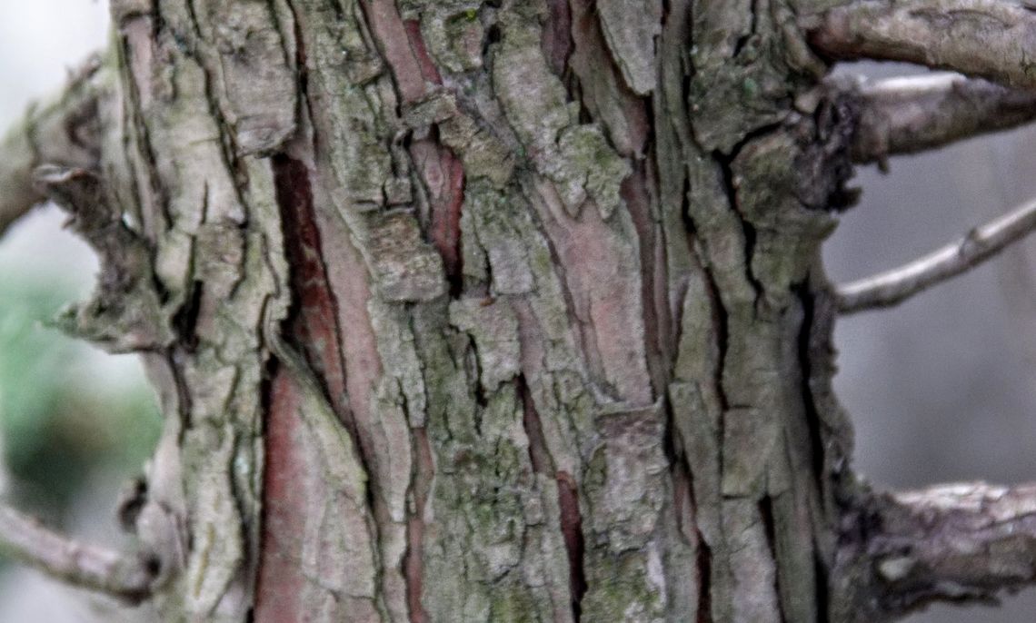 Hinoki False Cypress Bark