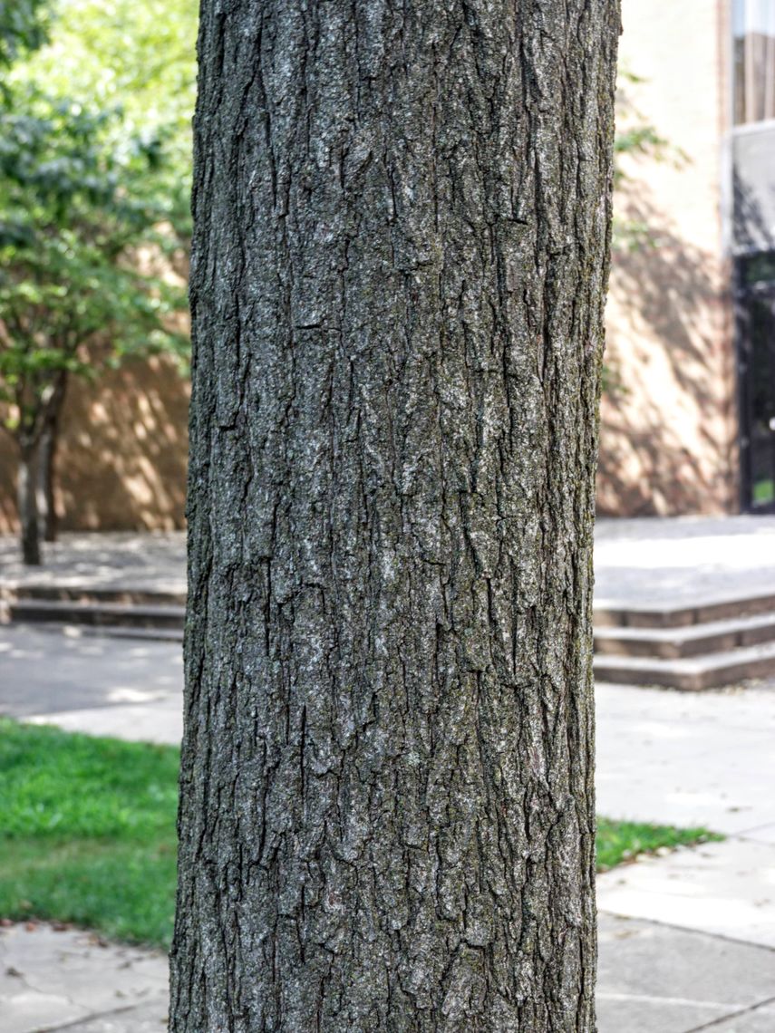 Panicled Golden Rain Tree Bark