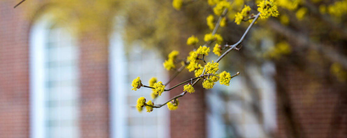 Mid-March on campus.