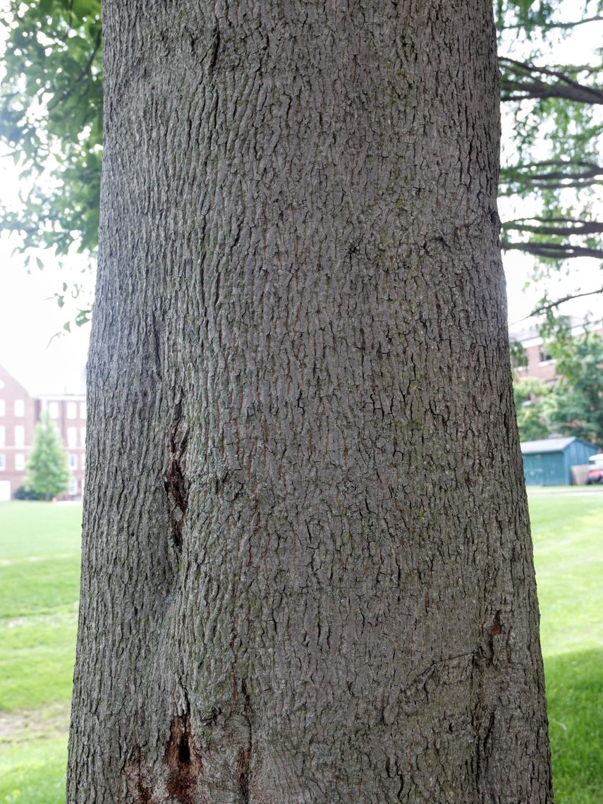 Mockernut Hickory Bark