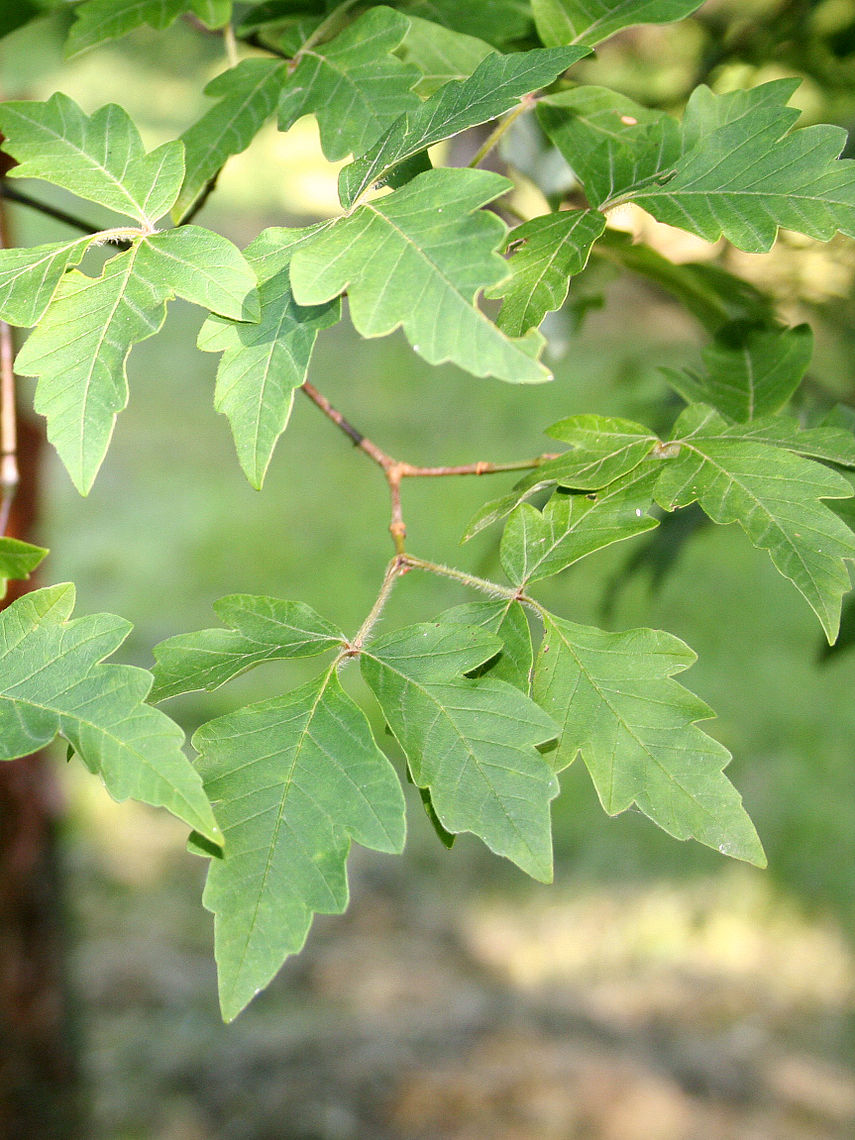 paperbark maple leaves