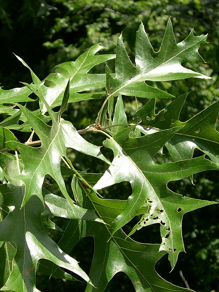 black oak leaves