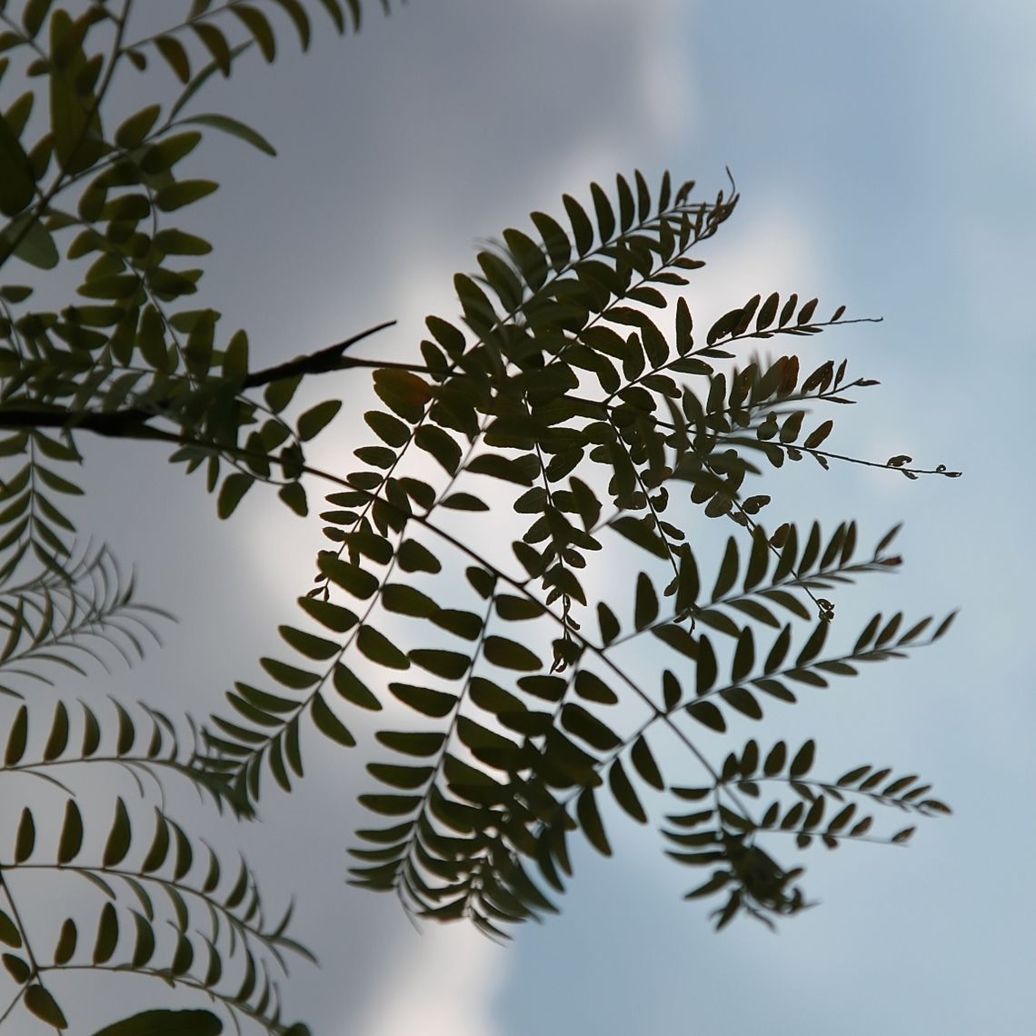 honeylocust leaves