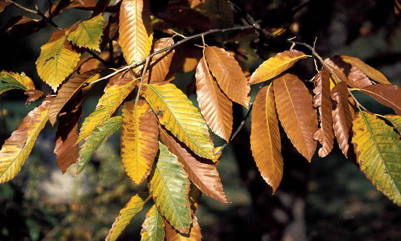 Chinese Chestnut Fall Color