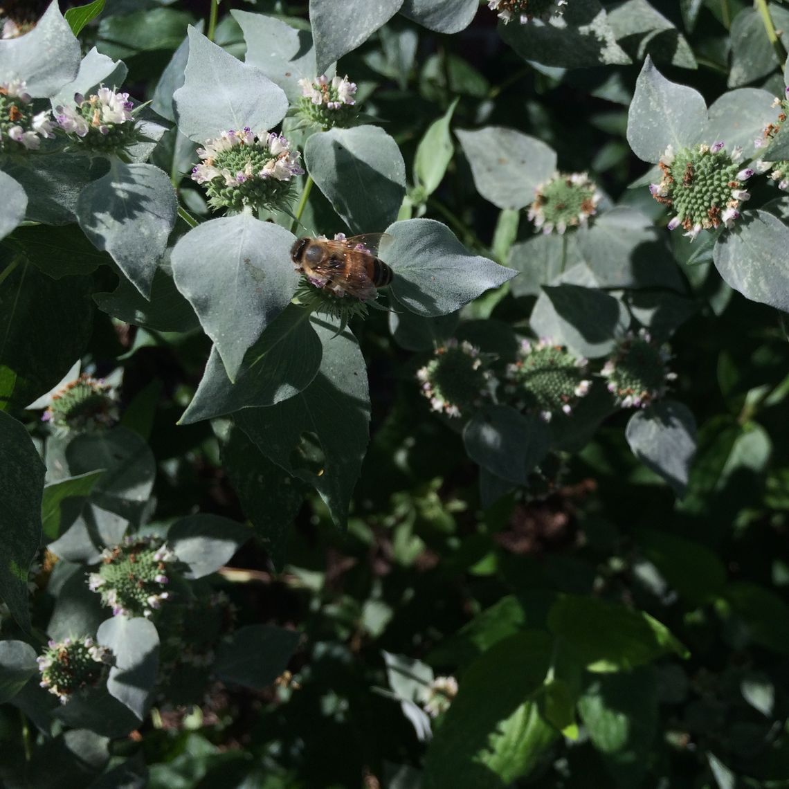 Brooks Native Pollinator Gardens