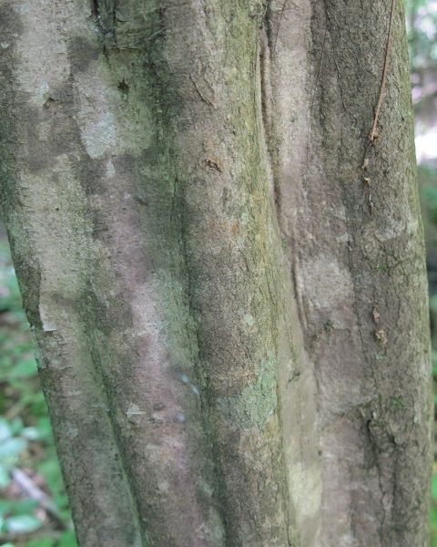 American hornbeam bark