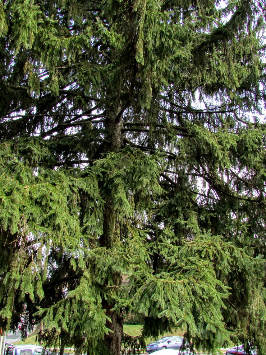 Norway Spruce needles