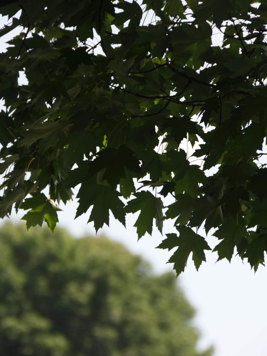 Sugar Maple leaves