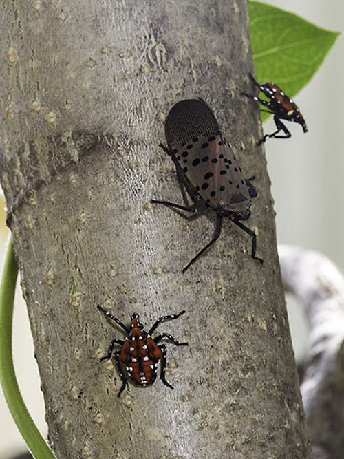 Spotted Lanternfly Adult and 4th Instar.  Photo from the USDA