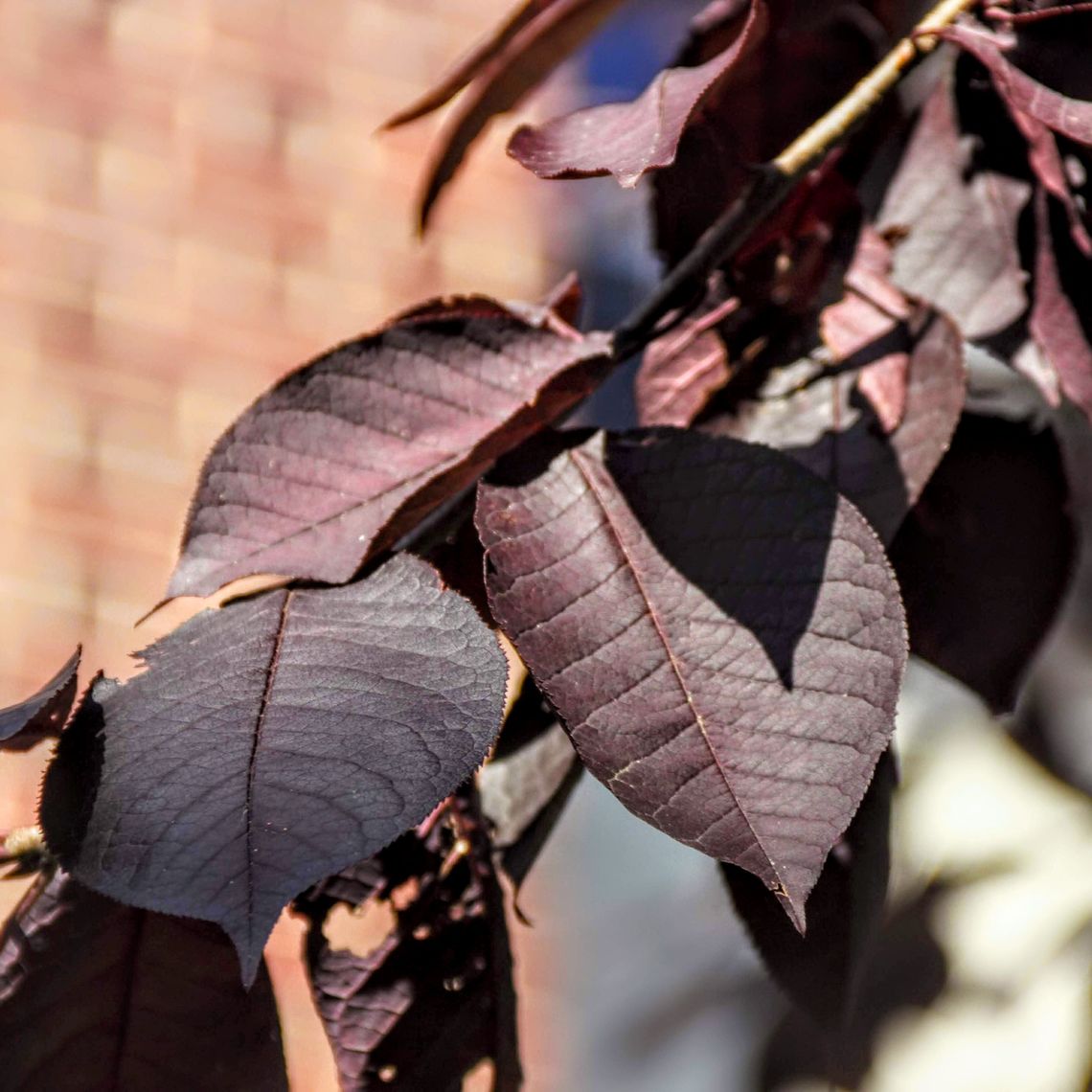 Purple Leaf Plum