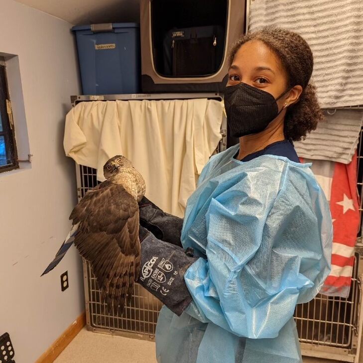 Bri Thomas '24 holding a Cooper's hawk.